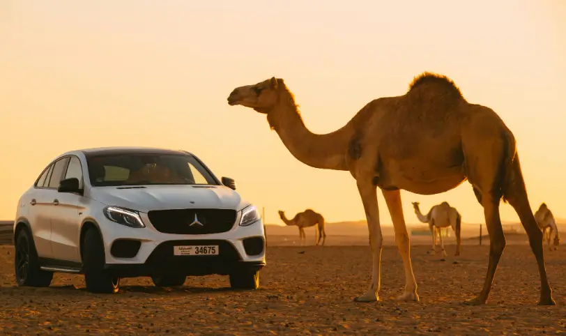 luxury cars
